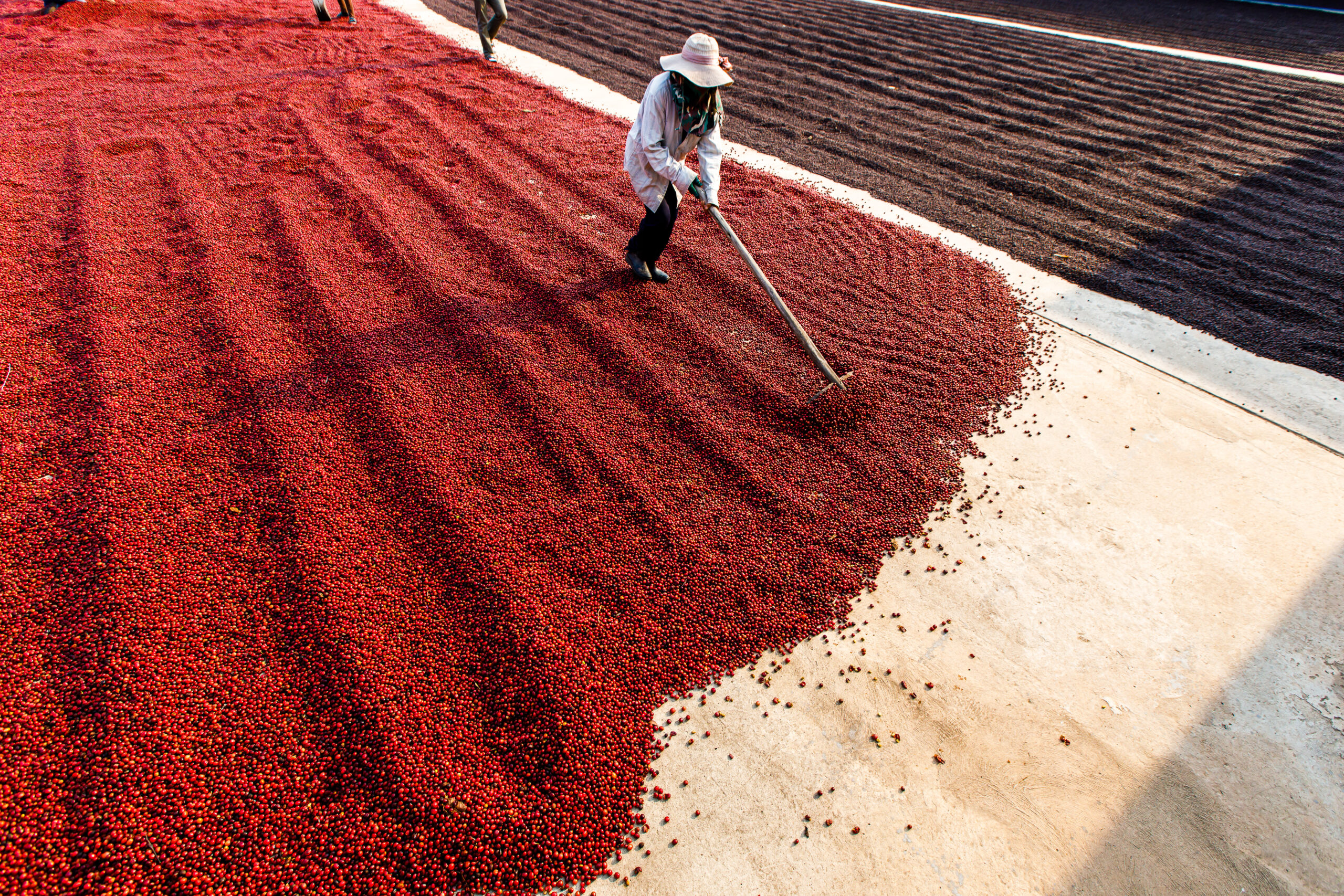 Coffee beans drying in the sun. Coffee plantations at coffee farm